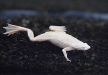 DWARF CLAWED FROG PLATINUM