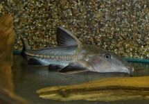 RIPSAW CATFISH