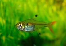 STERNFLECKSALMLER