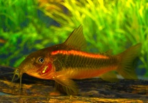 CORY ORANGE LASER