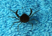 INDO MICRO CRAB