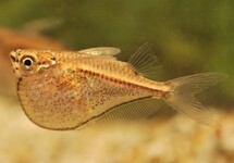 SCHWARZSCHWING-BEILBAUCH