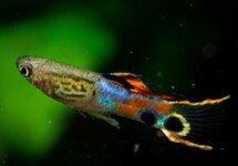 ENDLER GUPPY SNAKESKIN CAMPOMA (M/F)
