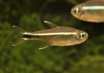 PURPLE TETRA