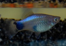 PLATY BLUE MICKEY