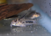 CORY SIPALIWINI