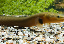 Eel