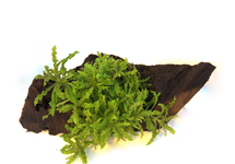 Driftwood (small) met pogostemon