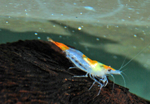 ORANGE RILI SHRIMP