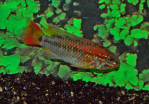 DWERGCICHLIDE MACMASTERI