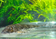 PUNCTATA WHIPTAIL CATFISH