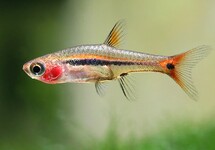 LEAST RASBORA