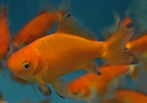 GOUDVIS WAKIN ROOD