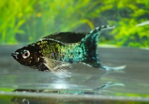 ELECTRIC BLUE MOLLY SCHLEIER