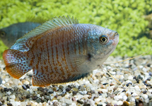 DWARF GOURAMI NEON MALE