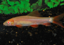 REGENBOOGLABEO ALBINO