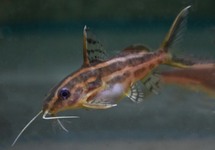 ORANGESTRIPED SQUEAKER