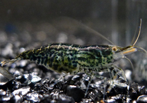 GREEN JADE SHRIMP