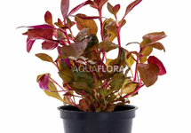 Alternanthera reineckii - PE