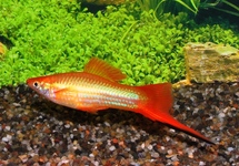 SWORDTAIL MARIGOLD