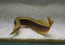 STACHELAAL CIRCUMCINCTUS