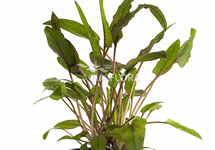 Cryptocoryne wendtii 'Brown' - PE