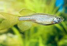 LEOPARD DANIO LONGFIN