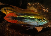 AGASSIZ'S DWARF CICHLID DOUBLE RED