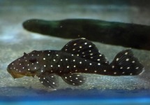 L030 PEPPERMINT PLECO