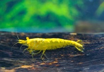 YELLOW FIRE GOLDEN EYE GARNAAL