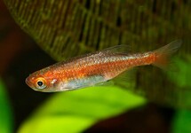 RASBORA NAIN ROUGE