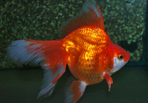 FANTAIL RYUKIN RED