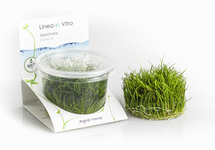 Eleocharis parvula - In Vitro Cup