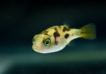 DWARF PUFFER