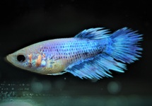 BETTA CROWNTAIL FEMALE