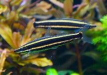 ANOSTOMUS TERNETZI