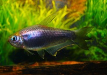 EMPEROR TETRA BLACK