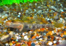 WHITE CHEEK GOBY