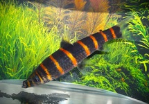 LATOFASCIATUS KOPSTAANDER