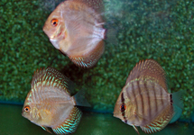 DISCUS ASSORTIS