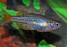 DWARF RAINBOWFISH