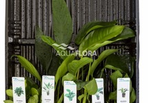 MIX 5 pots Anubias - AS