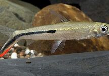 Autres Characiformes