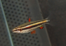 DWARF PENCILFISH