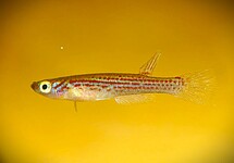 PRACHTKÄRPFLING FORMOSUS