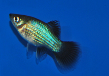 PLATY BLAUW WAGTAIL