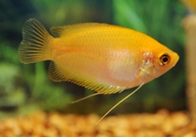 HONEY GOURAMI GOLD