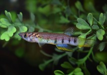 KILLIFISH INFRAFASCIATUS