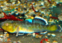 DESERT GOBY  
