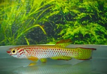 PRACHTKÄRPFLING GABUNENSE